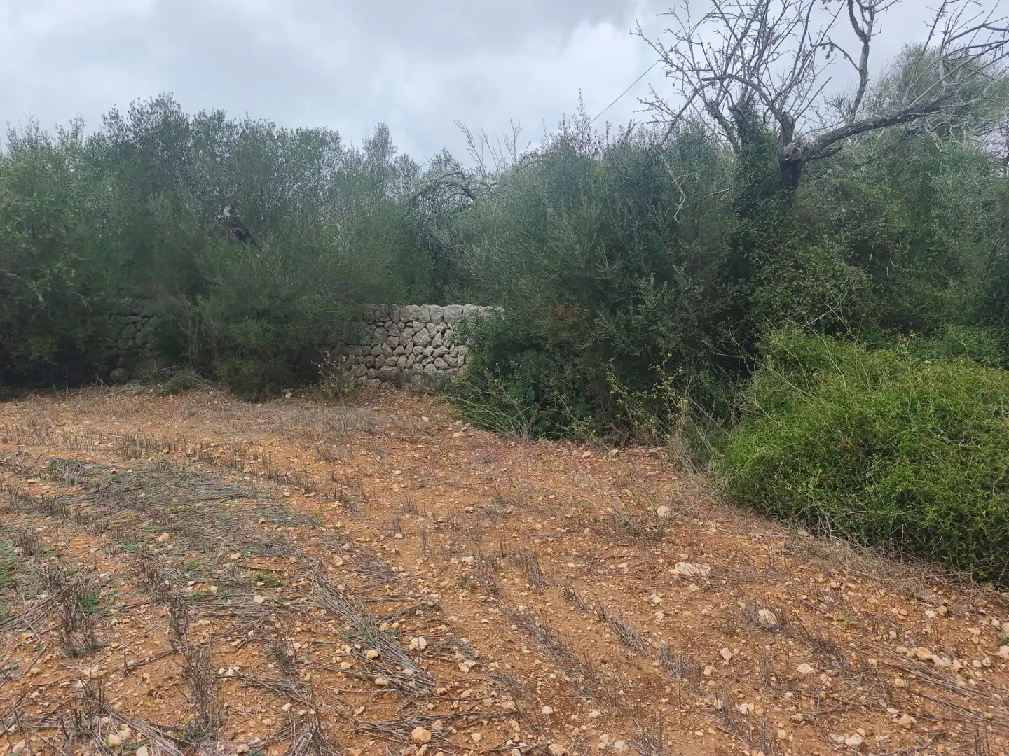 Terreny rústic en venda a Algaida, imagen 4