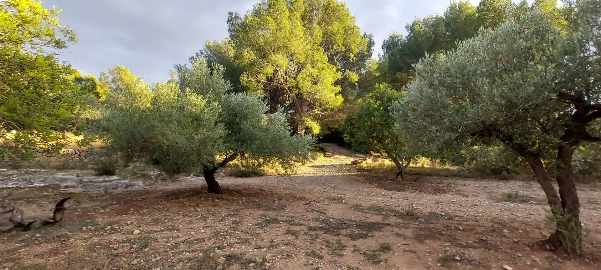 Rural land for sale in Miami Platja, imagen 10