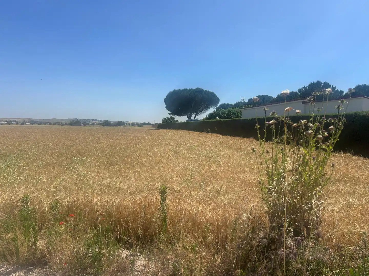 Land for sale in Fuente El Saz de Jarama