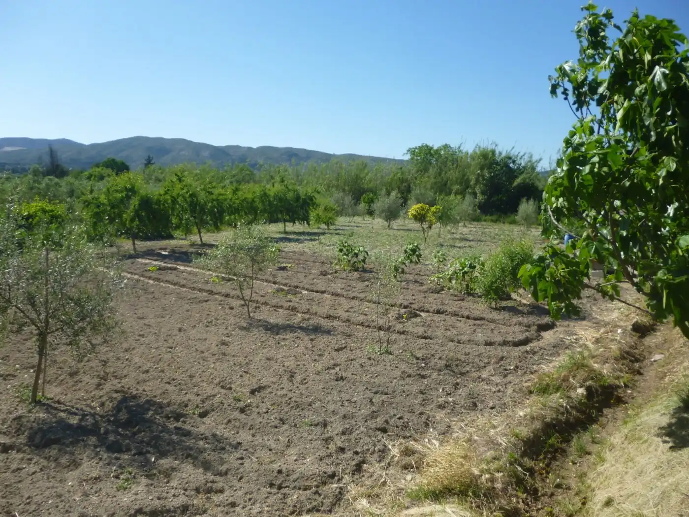 Terrain rustique à vendre à Sant Josep - Zona Hospital, imagen 3