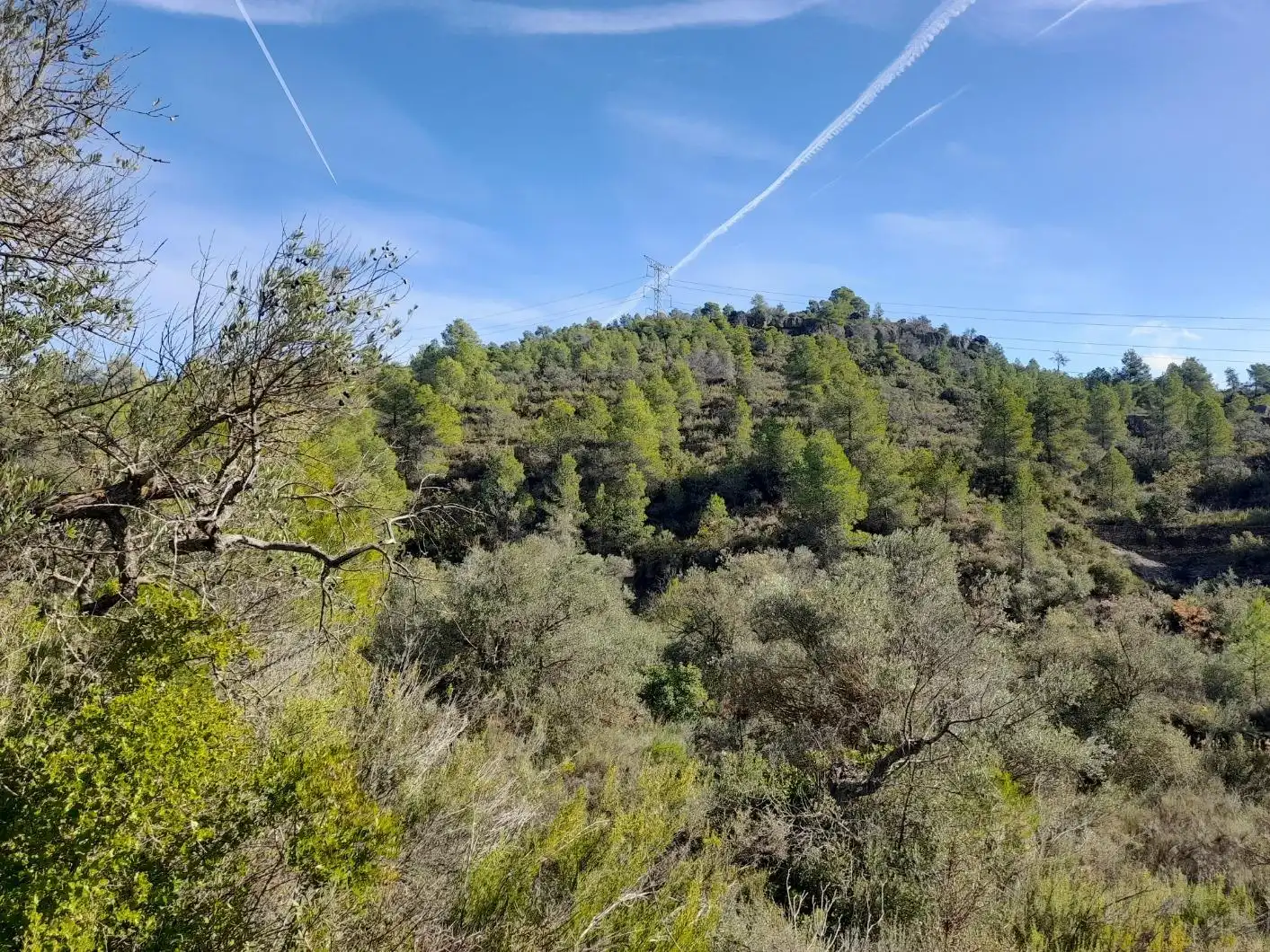 Land for sale in La Palma d'Ebre