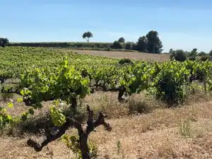 Rustikales Grundstück zum Verkauf in Carrer del Camp 9, imagen 10