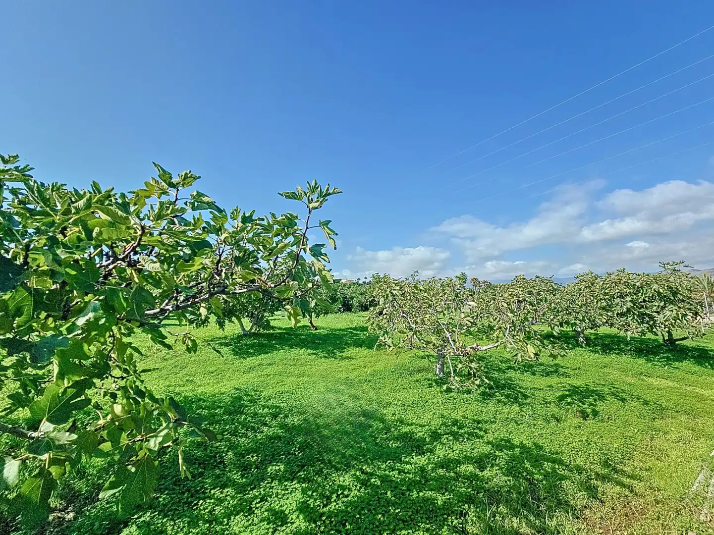 Haus mit Garten zum Verkauf in Selwo, imagen 32