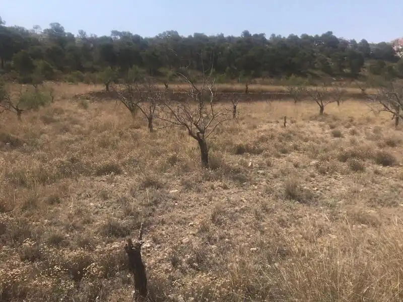 Lands and plots for sale in Poste Abanilla 165, imagen 5