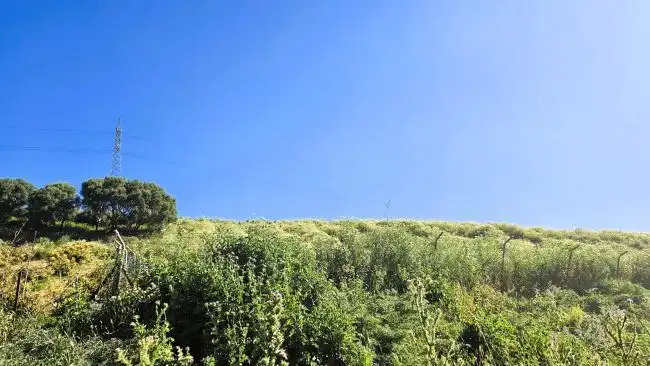 Country house for sale in Jimena de la Frontera, imagen 27