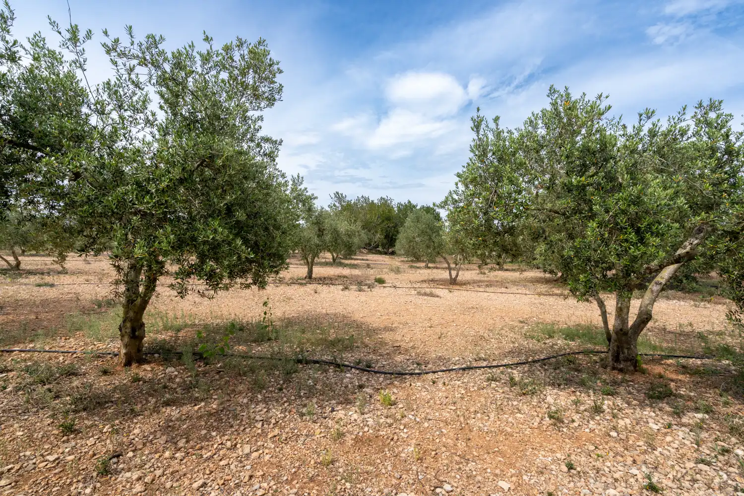 Rural land for sale in Camí Sant Francesc 10, imagen 18