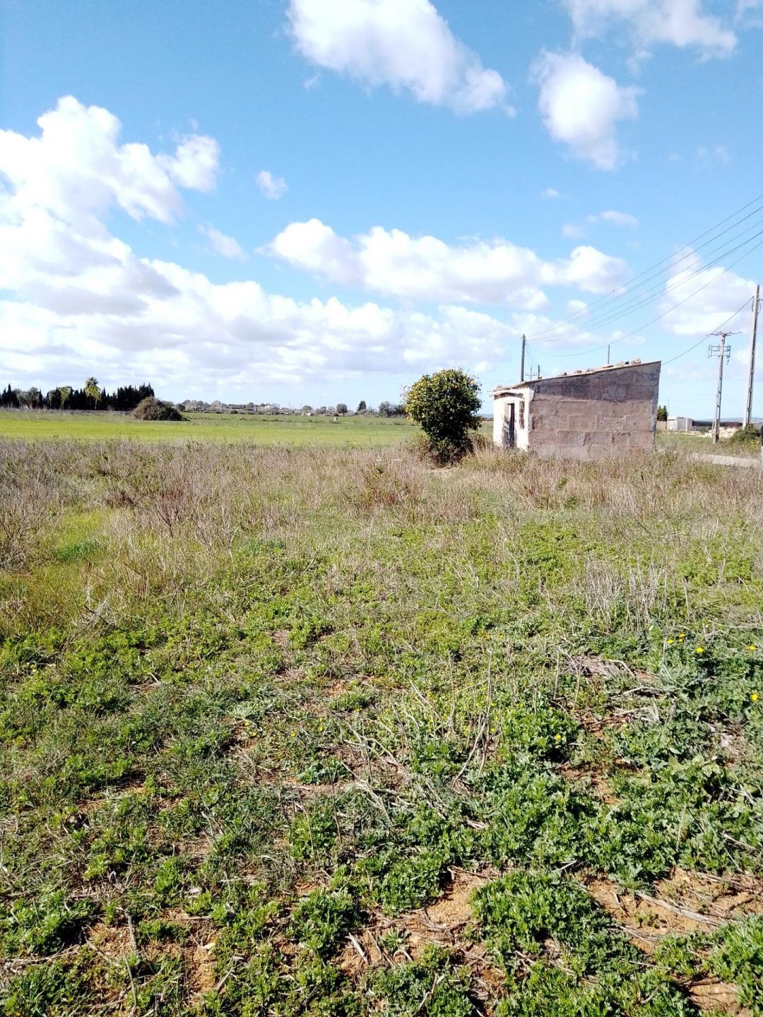 Land for sale in Manacor