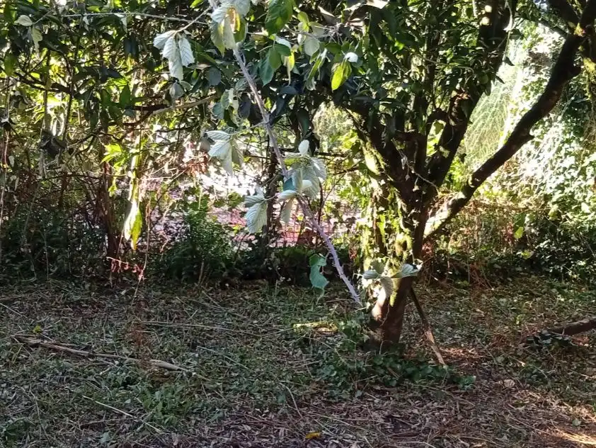 Houses for sale in Padrenda  with Private garden and Furnished