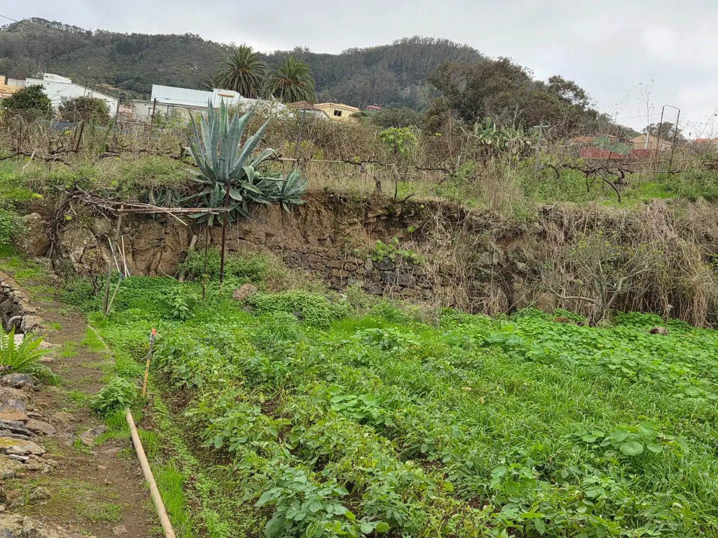 Finca rústica en venta en Tegueste