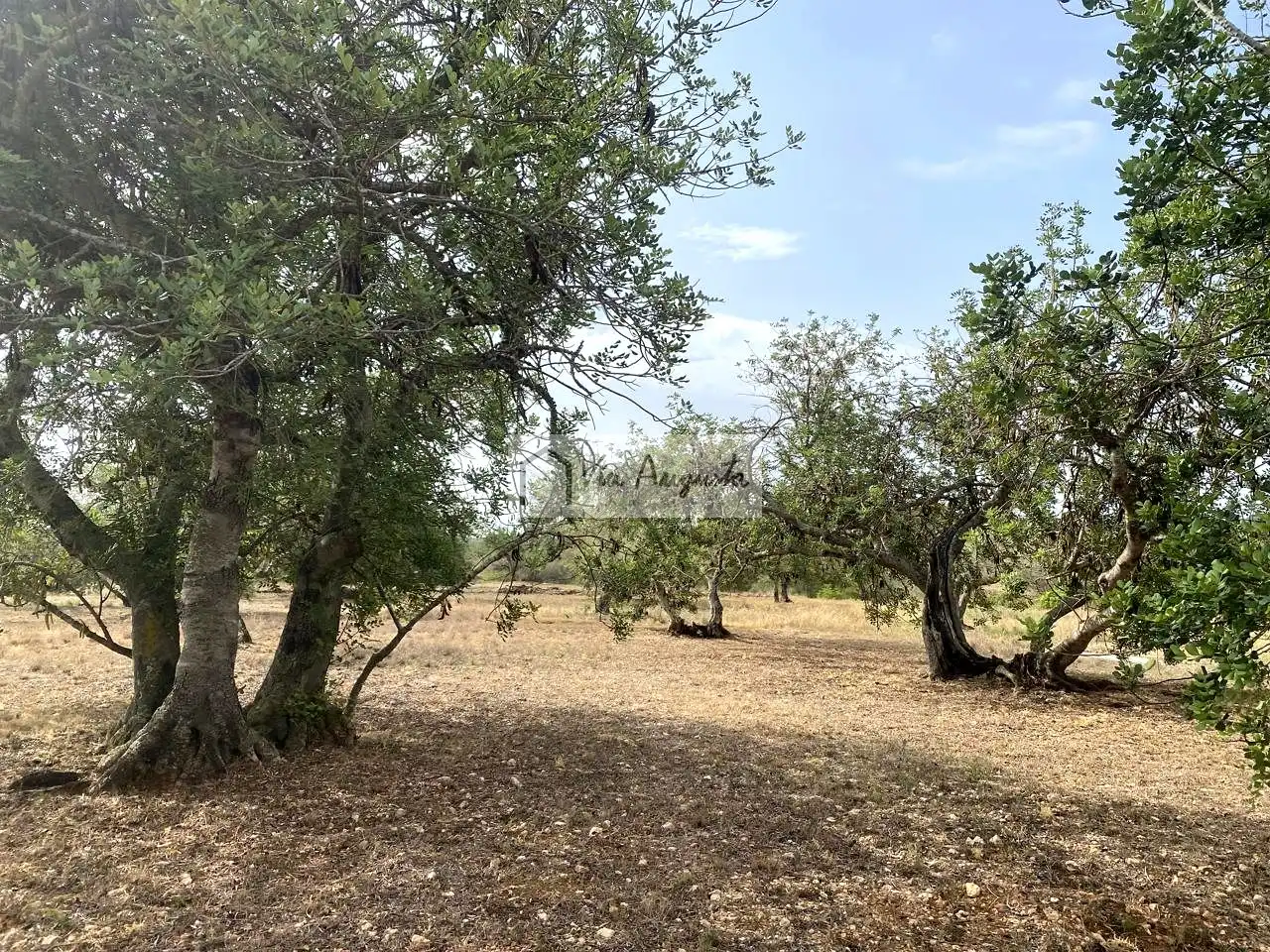 Terreno rustico in vendita a Mas de Baralluga, imagen 13
