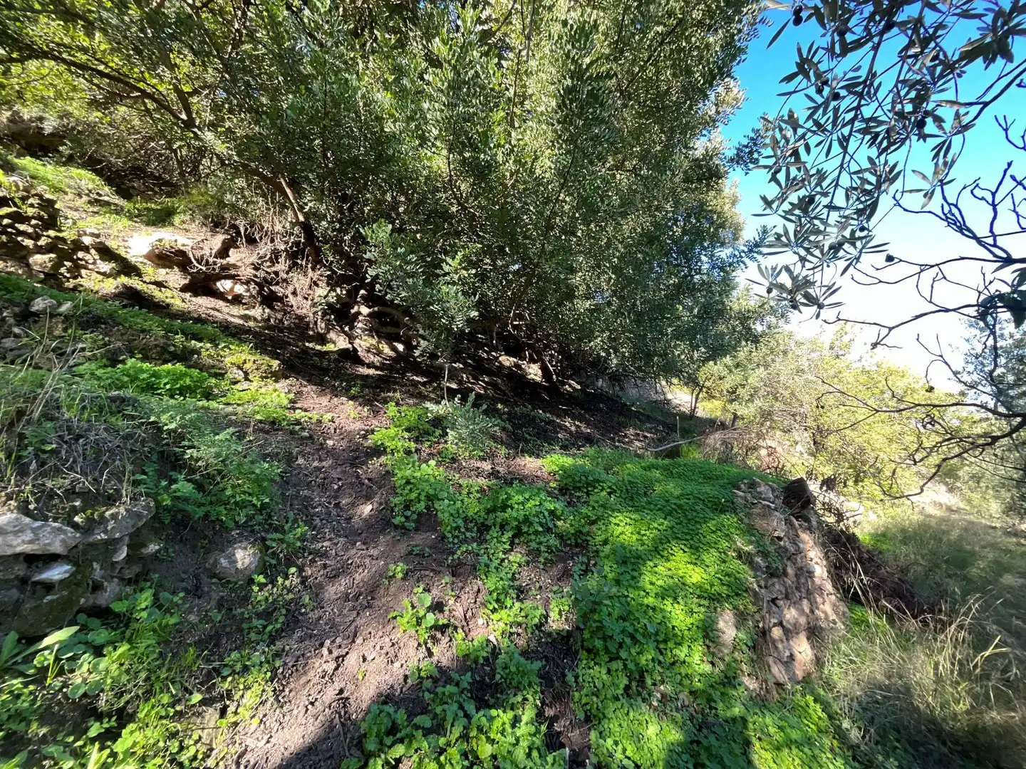Terreni e lotti in vendita a Solero, imagen 14