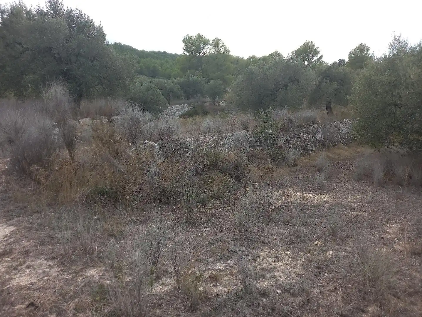 Rural land for sale in Benissanet, imagen 9