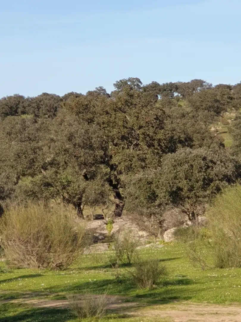 Terreni e lotti in vendita a La Haba, imagen 7