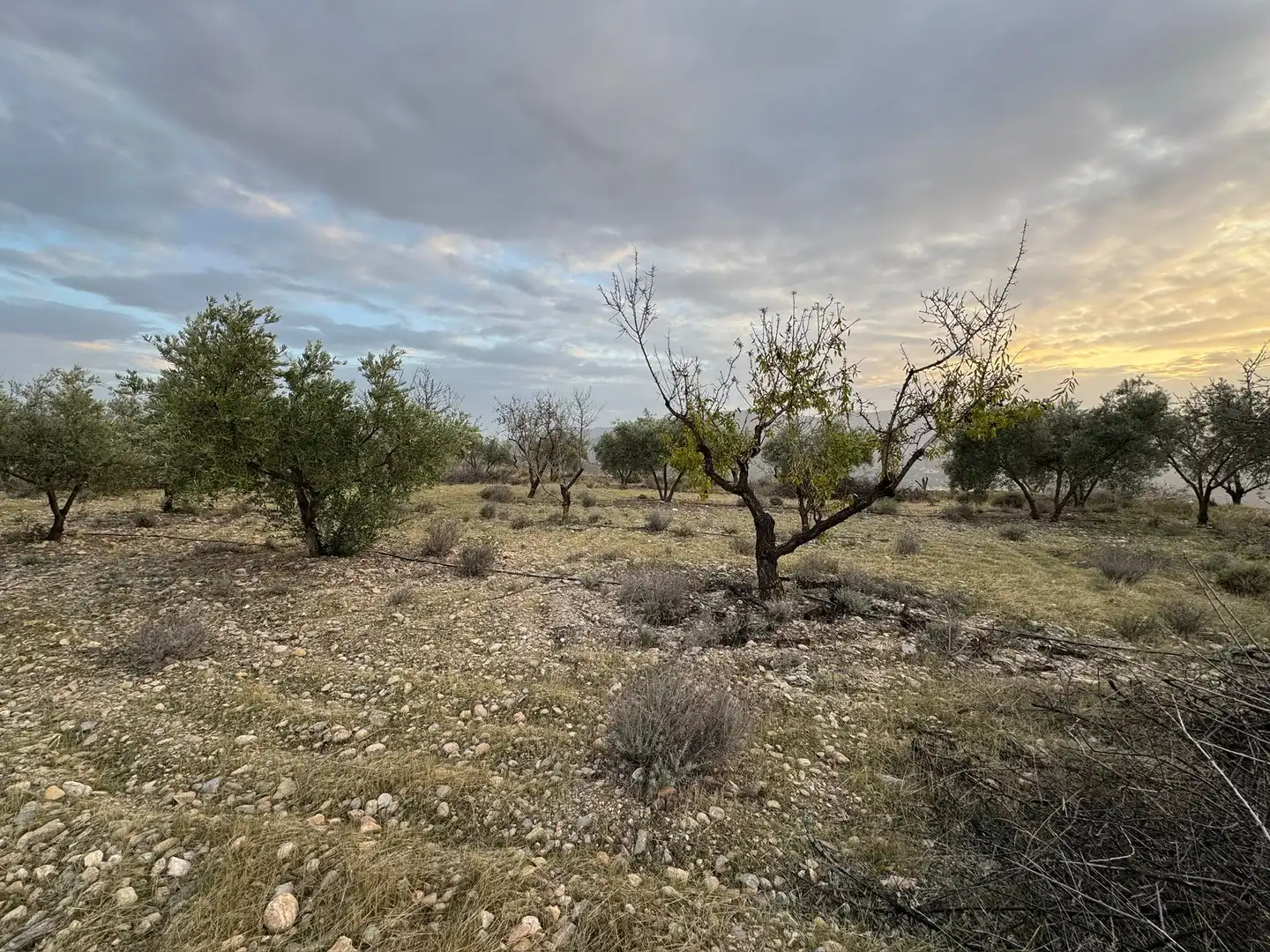 Terreno rustico in vendita a Lecrín, imagen 17