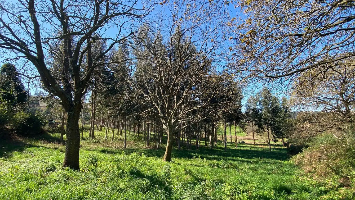 Terreni e lotti in vendita a Rúa Camiño dos Muiños 18, imagen 13