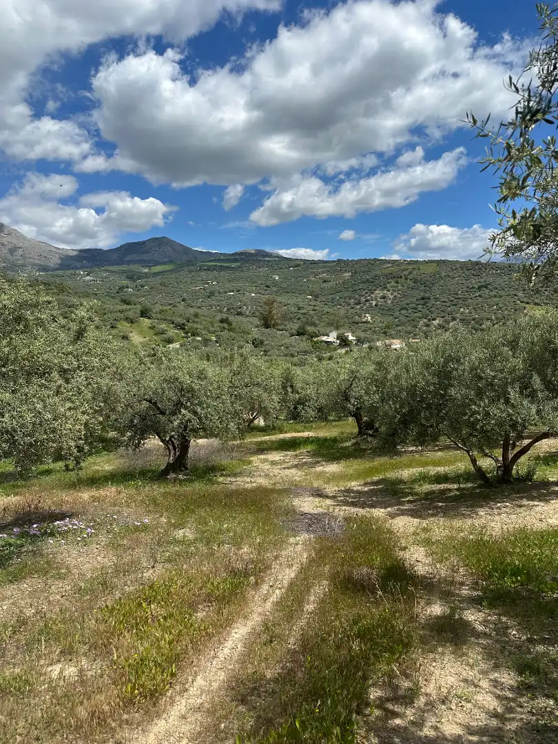 Terreni e lotti in vendita a Periana, imagen 30