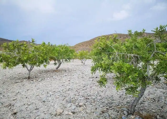 Rural land for sale in Pasaje Valdelentisco 25, imagen 8