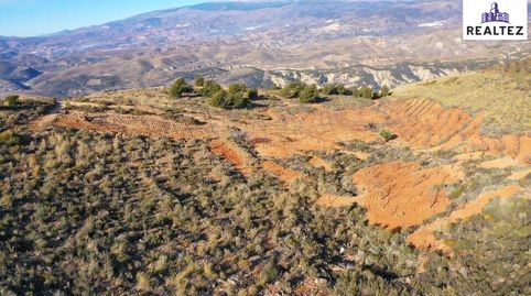 TERRENO EN VENTA EN ALCOLEA CON ALMENDROS ECOLÓGICOS EN PLENA PRODUCCIÓN, immagine 4