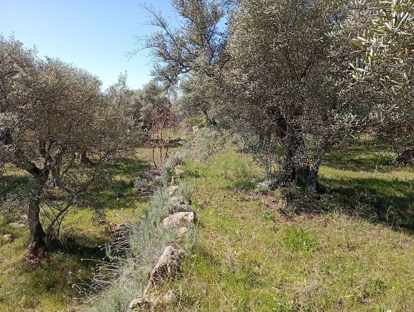Terreni e lotti in vendita a Valverde de la Vera, imagen 74