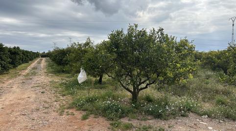 Foto 4 de Finca rústica en venda a Vinamargo, Rafalafena, Castellón de la Plana / Castelló de la Plana