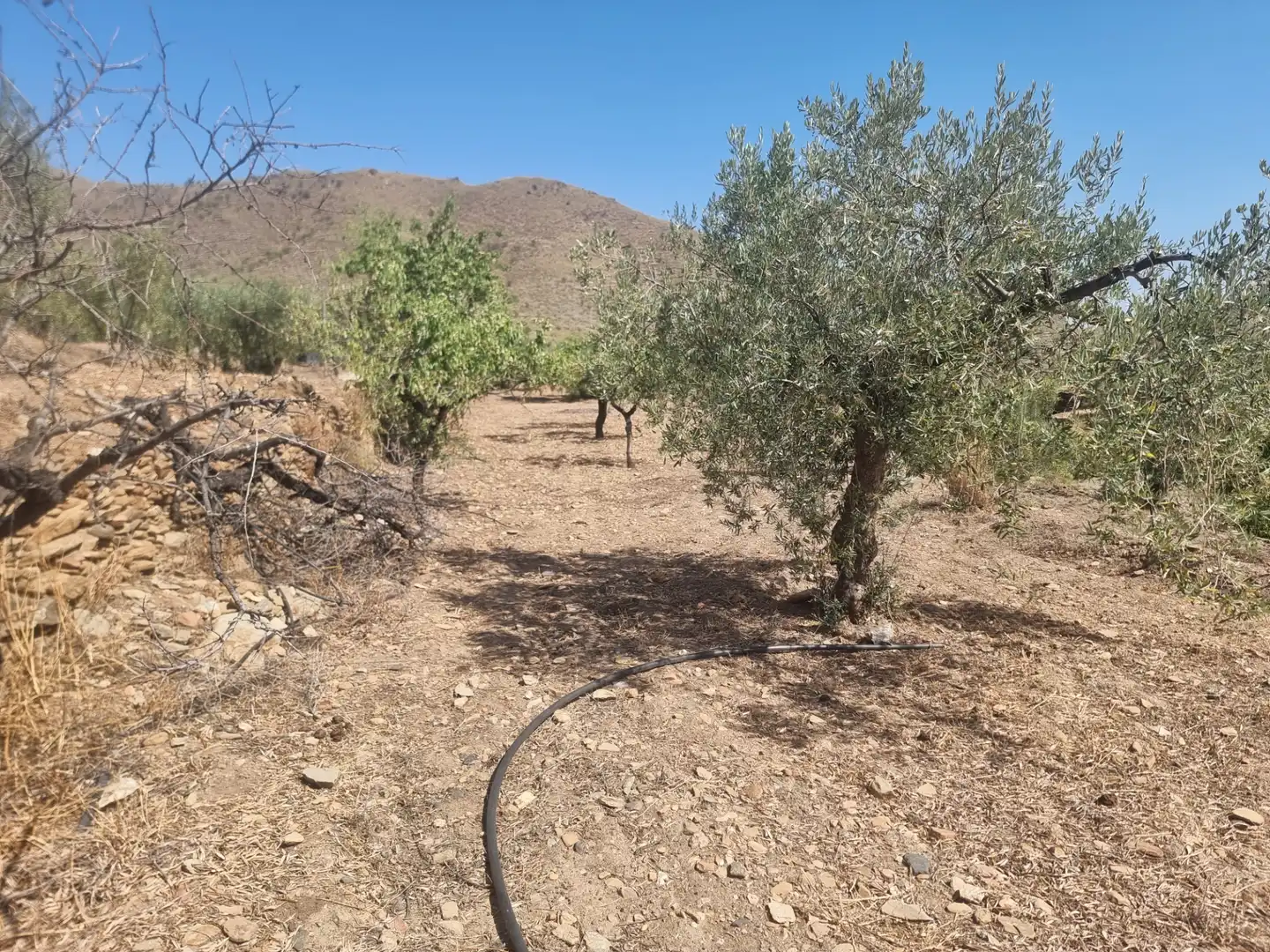 Terreno en venta en Senés