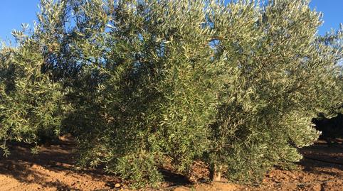 Foto 3 de Finca rústica en venda a Pulpí pueblo, Almería