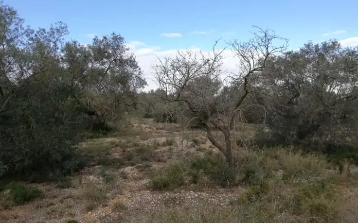 Terreny rústic en venda a Plaça de la Palmera