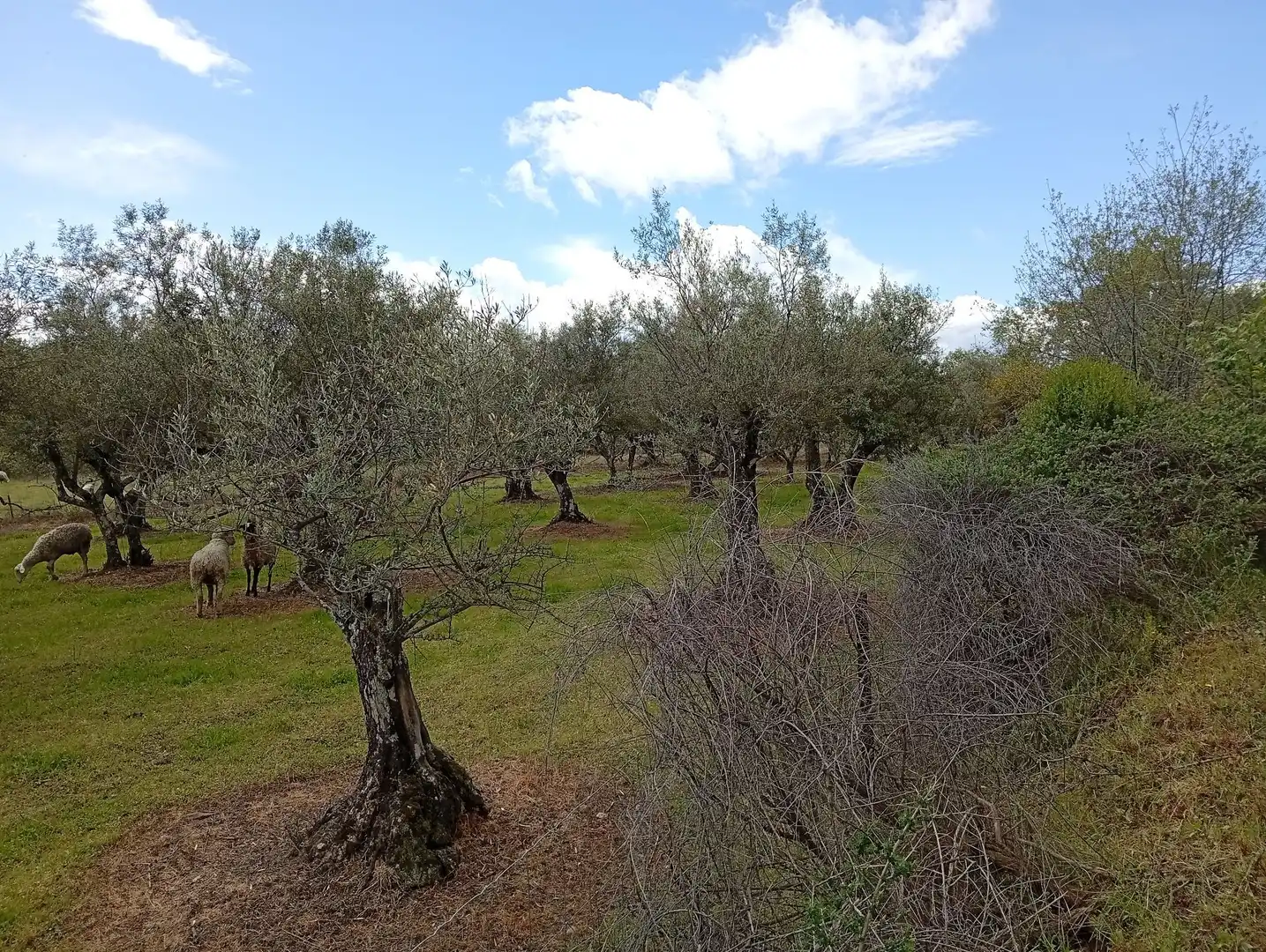 Terreni e lotti in vendita a Villanueva de la Vera, imagen 64