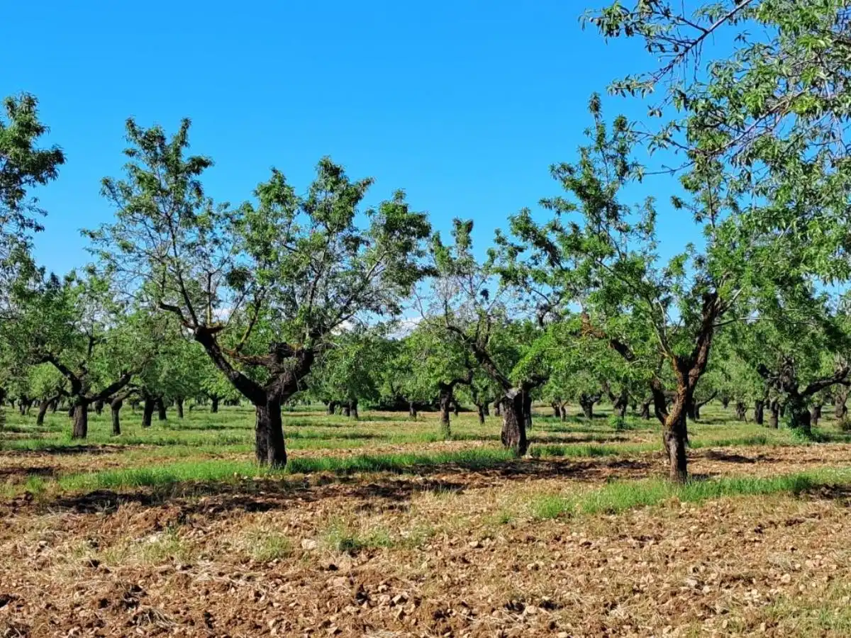 Rural land for sale in Horta de Sant Joan, imagen 8