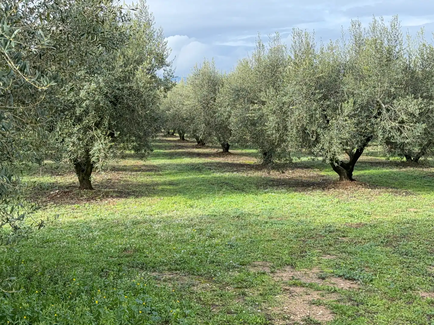 Terrain rustique à vendre à Camí de Vallmoll a Valls 17, imagen 2