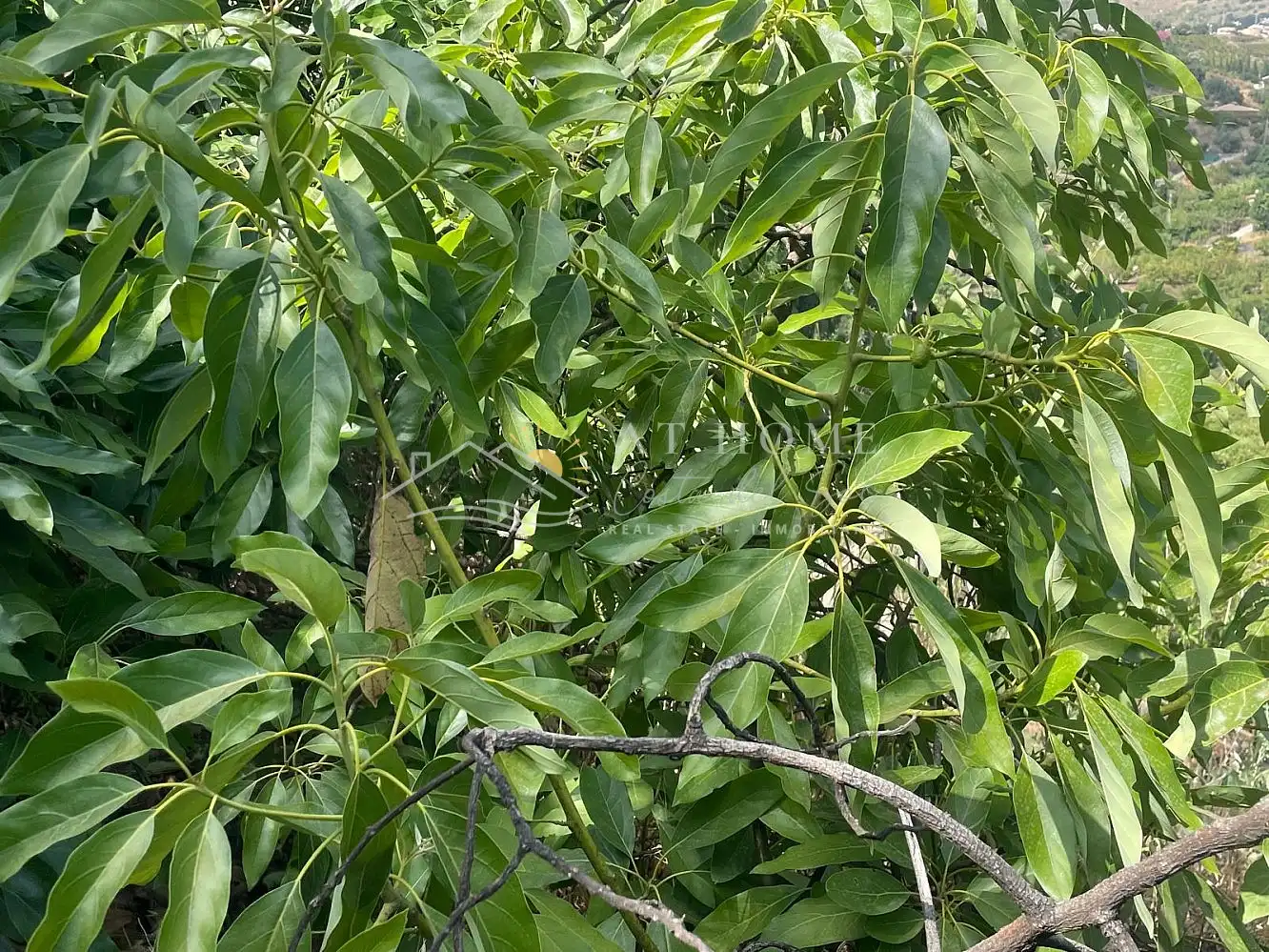 Terreni e lotti in vendita a Torrox Pueblo, imagen 15