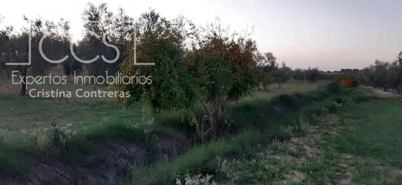 Finca rústica en venta en Almonte