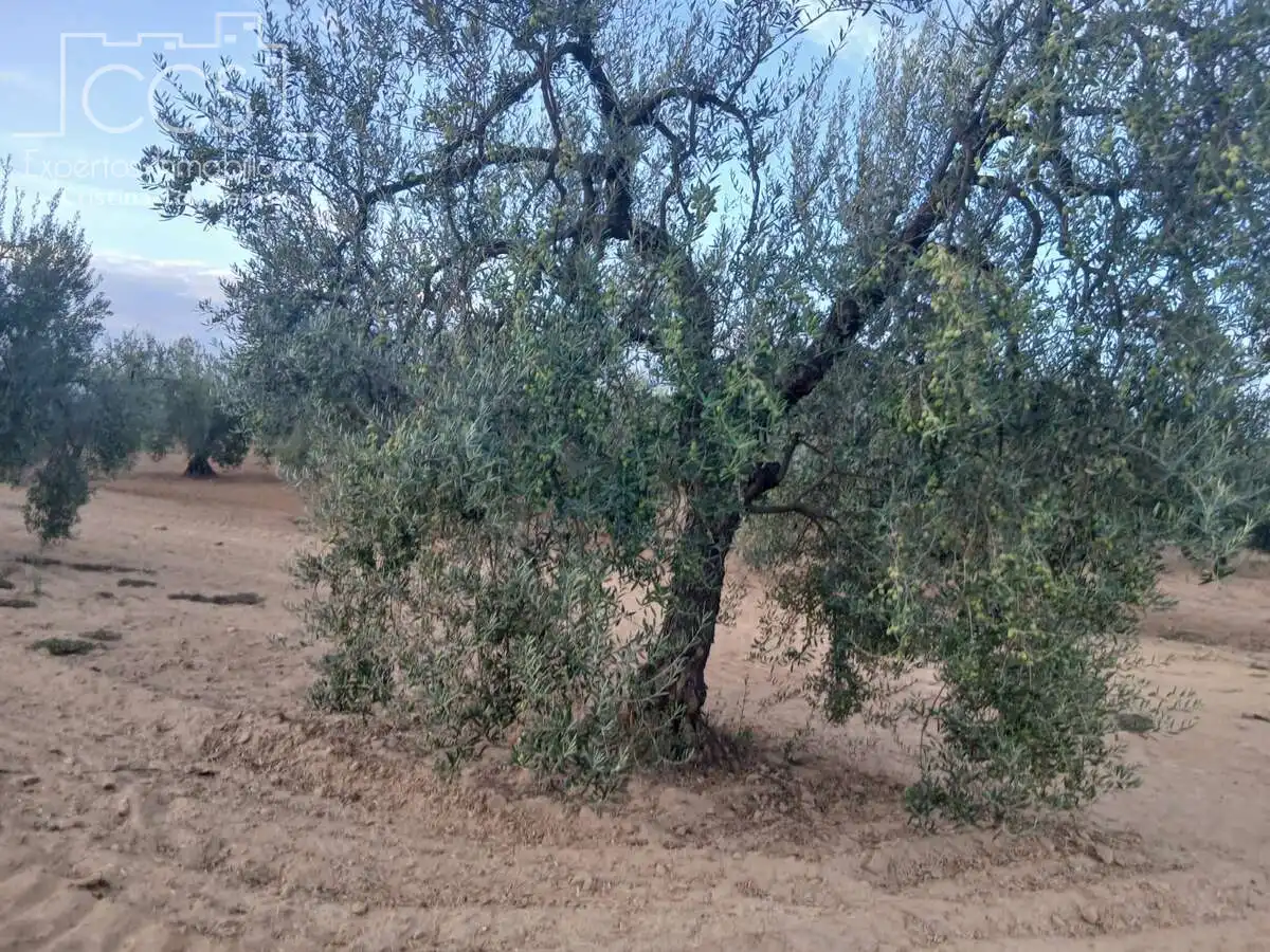 Terreni e lotti in vendita a Almonte ciudad, imagen 11