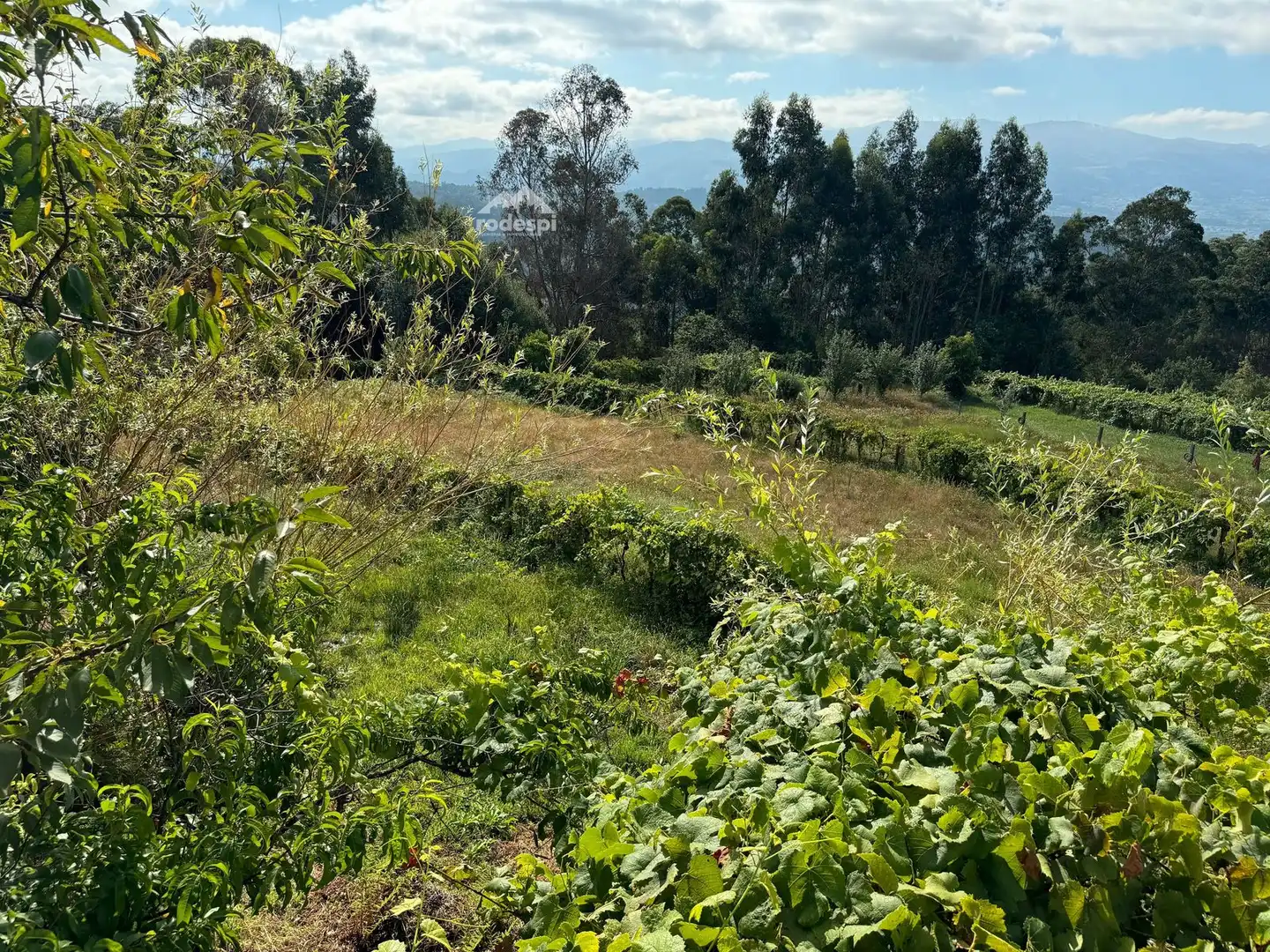 Xalet en venda a A Cañiza, imagen 22