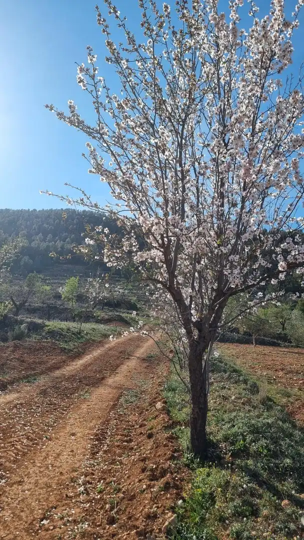 Terrenys i solars en venda a Bullas, imagen 5