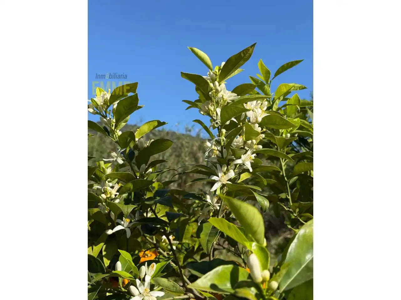 Jardí de Casa o xalet en venda en Jimera de Líbar amb Jardí privat i Terrassa