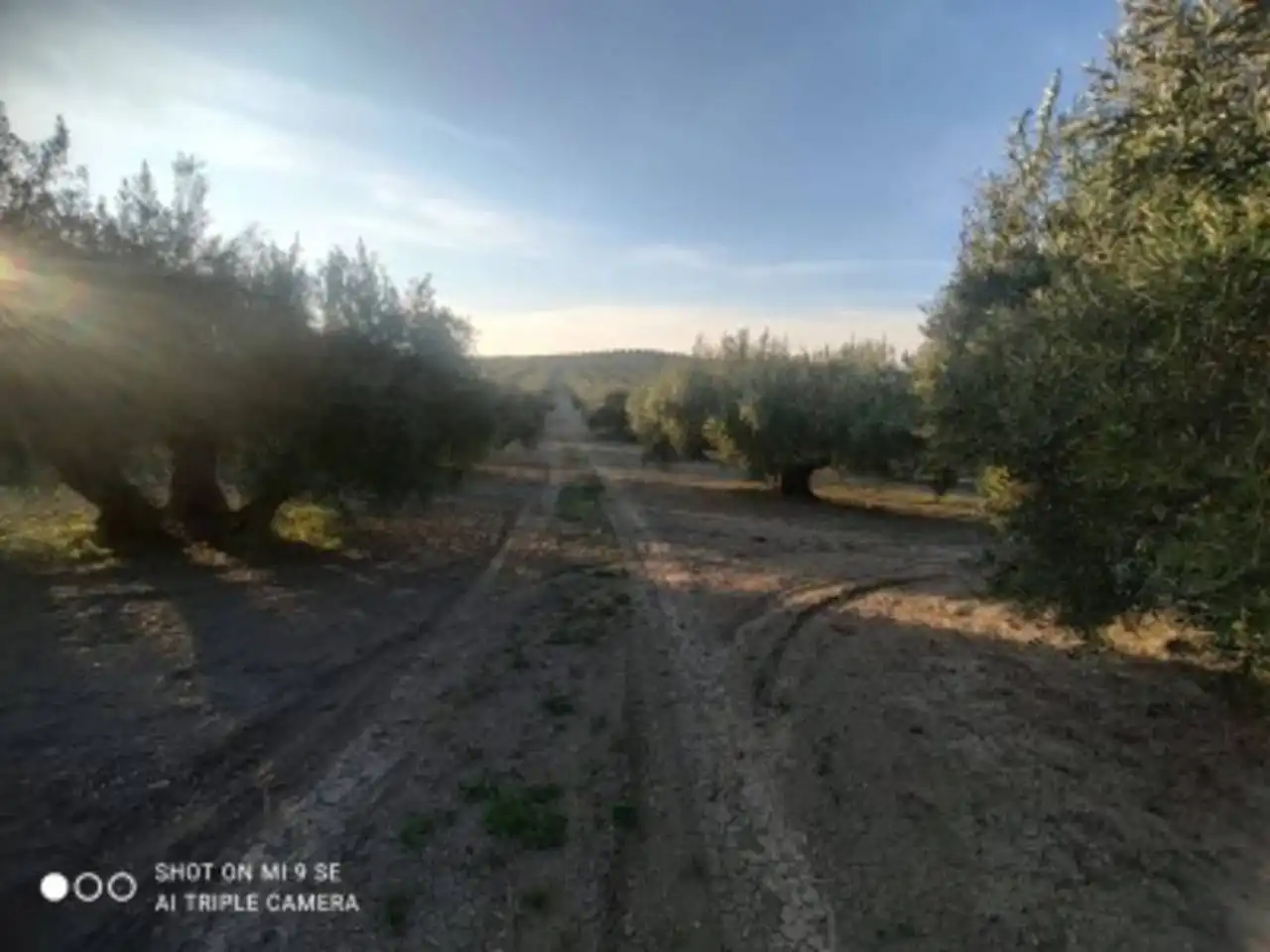 Terreny rústic en venda a Calle TERMINO DE DOÑA MENCIA