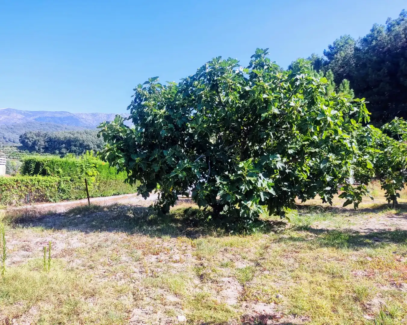 Terreni e lotti in vendita a Jarandilla de la Vera, imagen 7