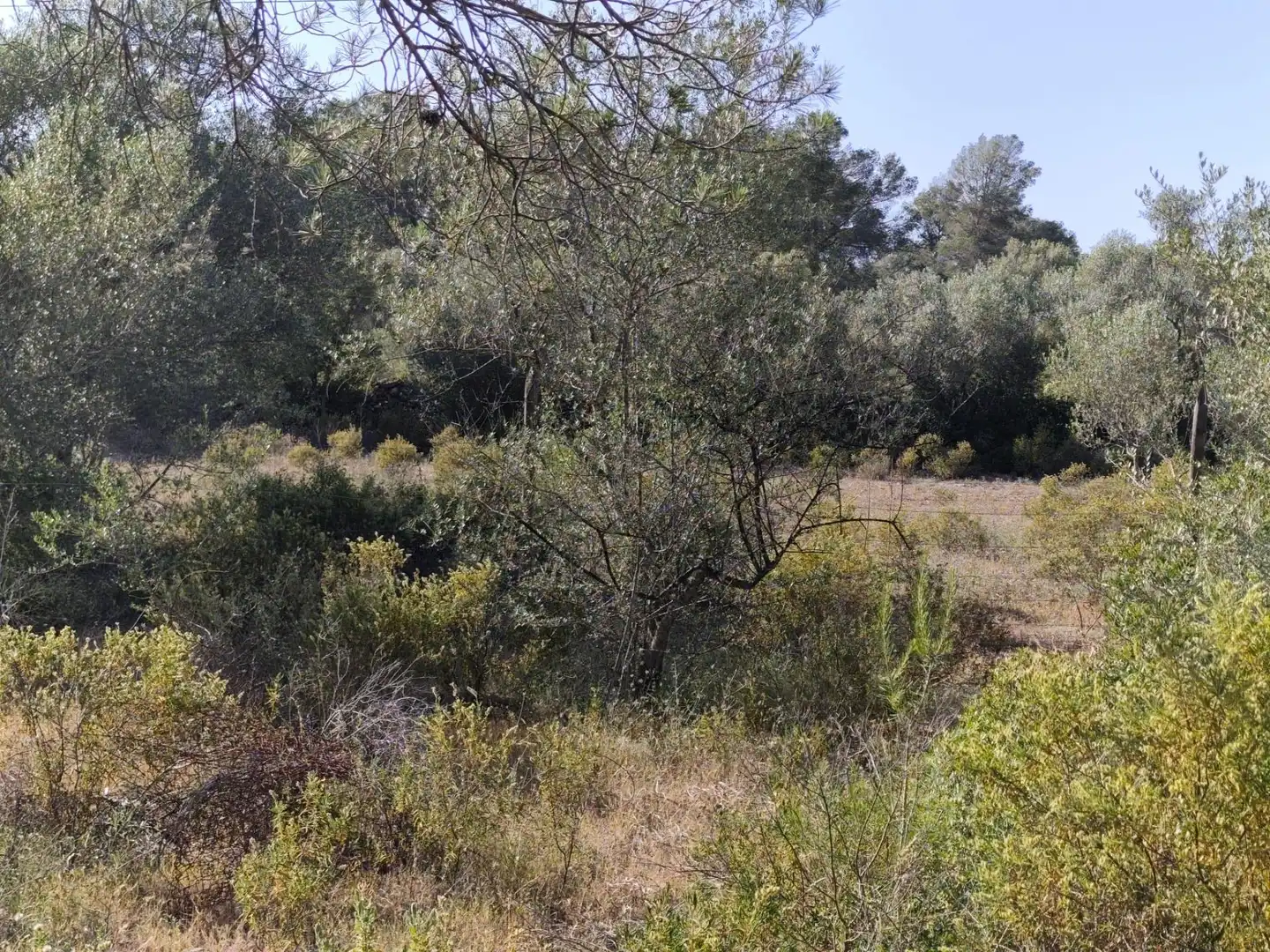 Finca rústica en venta en Algaida