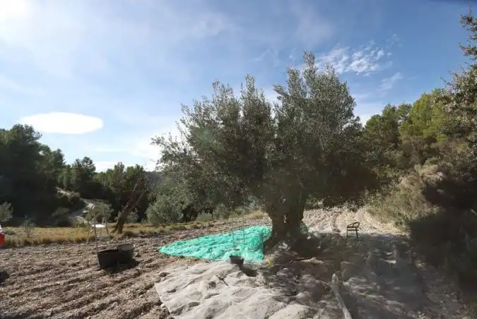 Rural land for sale in Torremanzanas / La Torre de les Maçanes, imagen 11