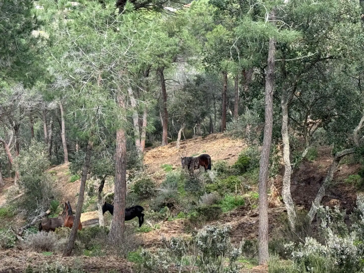 Finca rústica en venta en Carretera Sant Amanç, 2, Mas Trempat - Sant Amanç - Casa Nova