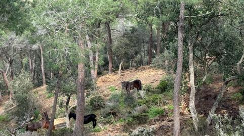 Photo 3 of Country house for sale in Carretera Sant Amanç, 2, Mas Trempat - Sant Amanç - Casa Nova, Girona