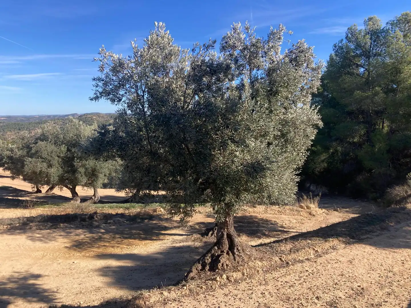 Terreni e lotti in vendita a Calaceite, imagen 8