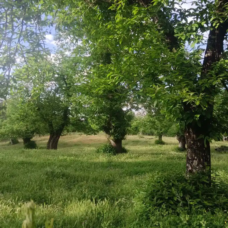 Country homes for sale in Aracena