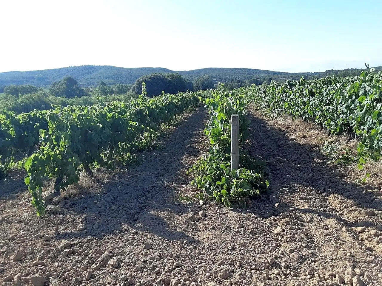 Rustikales Grundstück zum Verkauf in Olèrdola, imagen 9