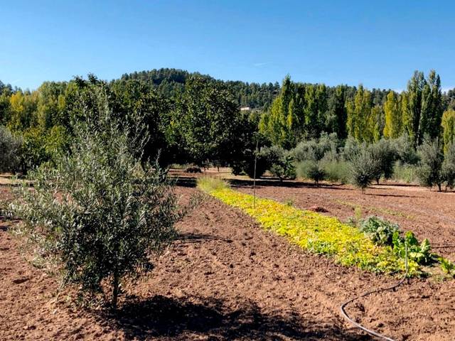 Finca rústica en Venta en Torre del Compte