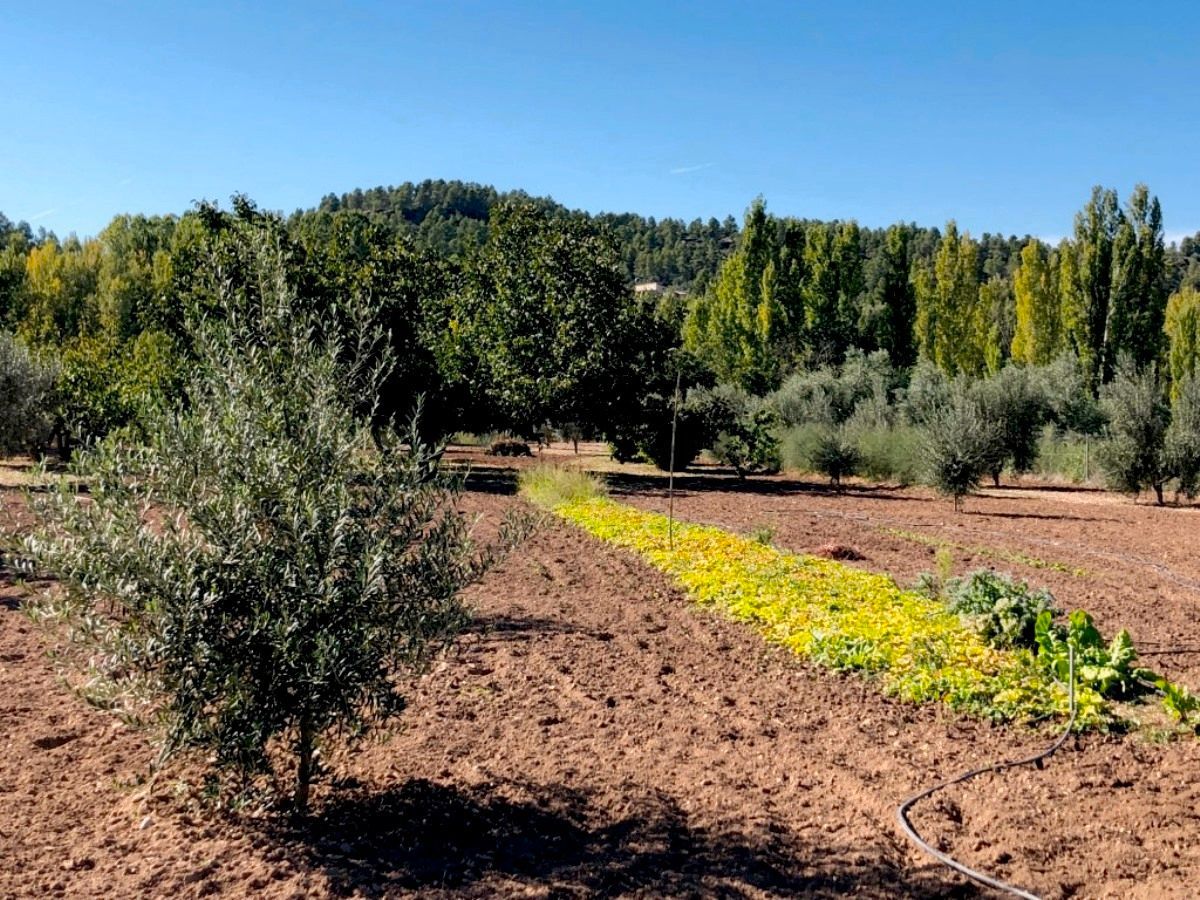 Garden of Country house for sale in Torre del Compte