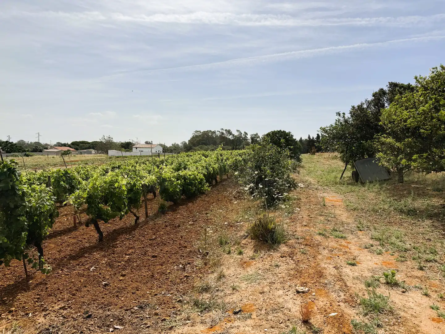Terreni e lotti in vendita a DS PAGO MELILLA 657 Suelo Polígono 16 Parcela 657, imagen 3
