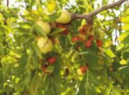 Jardín de Finca rústica en venta en Felix