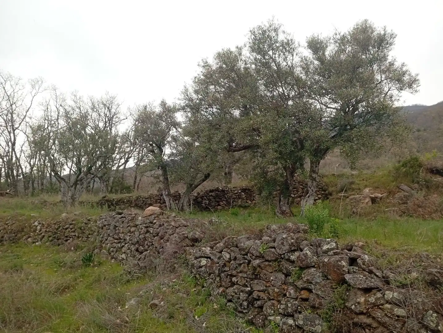 Terreni e lotti in vendita a Valverde de la Vera, imagen 5